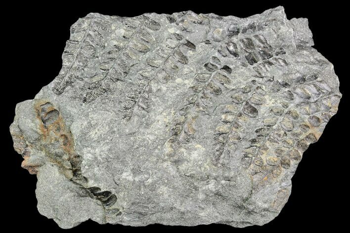 Pennsylvanian Fossil Fern (Neuropteris) - Alabama #112771